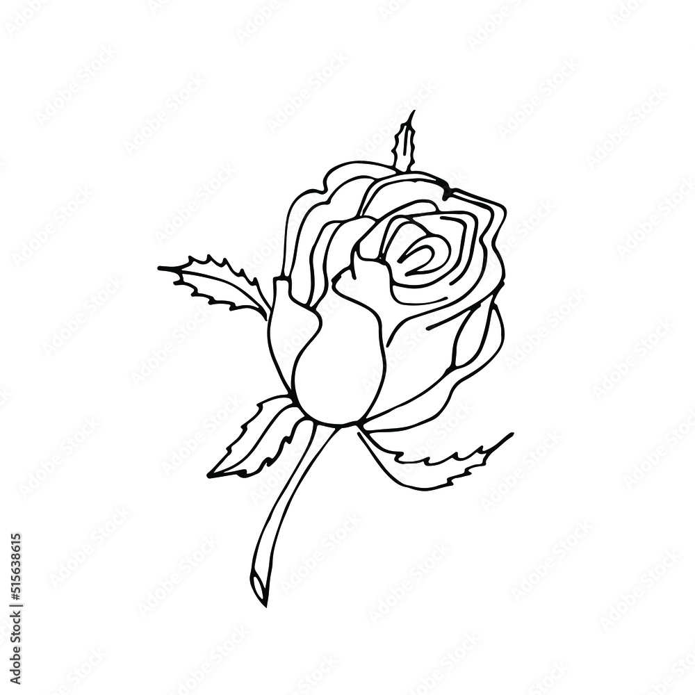 Hand drawn rose, line art. Vector doodle illustration Hand drawn rose, line art. Vector doodle illustration