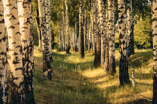 Summer evening in a birch grove  the sun is setting and illuminates a lot of birches  green grass grows between the trees  a beautiful summer landscape