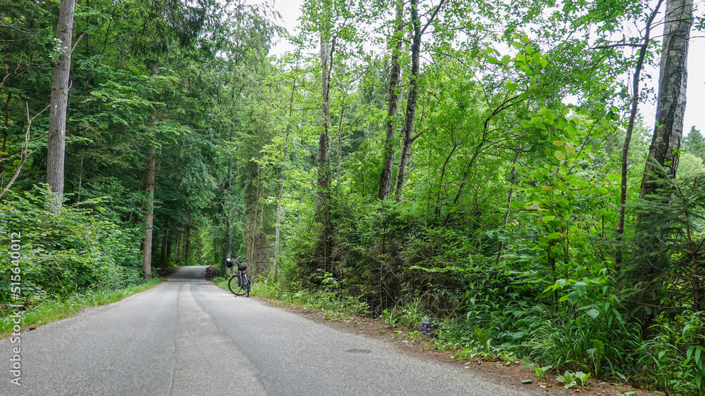 Fototapeta premium Waldweg