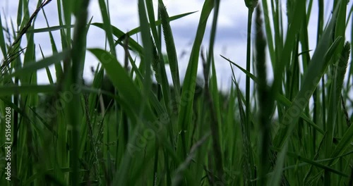 Windy weather during the day, strong wind in the meadow, wild grass swaying from the wind, wildlife, thunderstorm in the field. High quality 4k footage