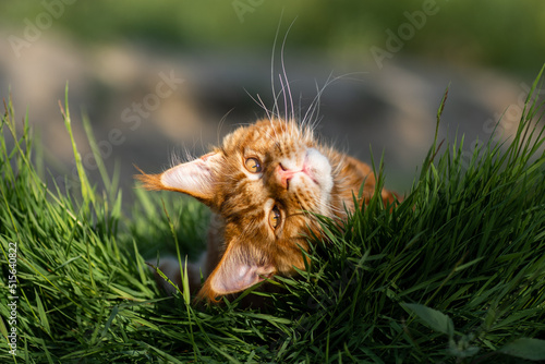 Domowy kot maine coon w trawie.  © Malgorzata