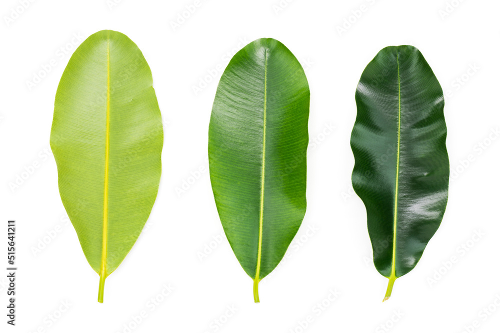 Obraz premium green leaves isolated on a white background