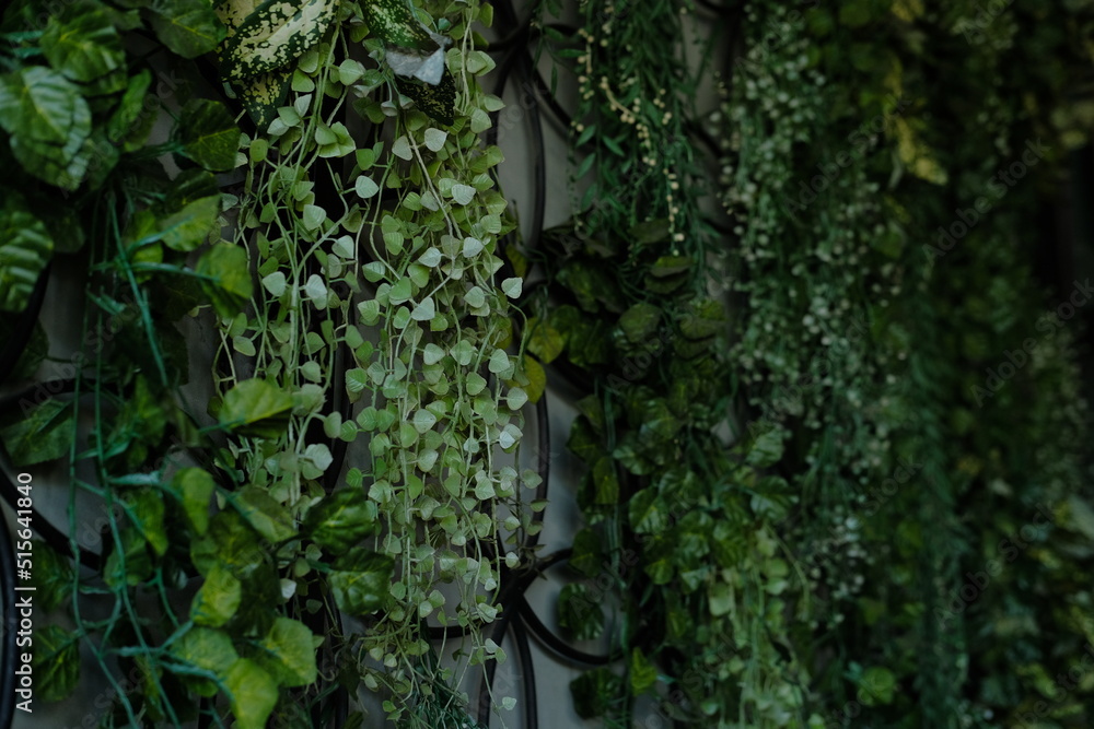 ivy covered wall