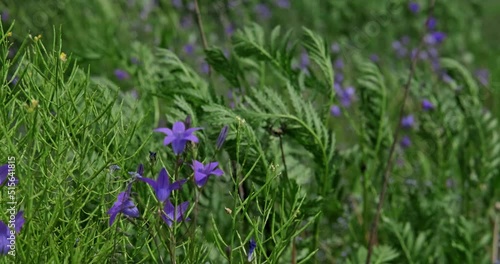 Flowers in field meadows. Walking through the summer meadow, flower field, admiring daisies, lupins and other wild flowers fluttering in the wind. High quality 4k footage
