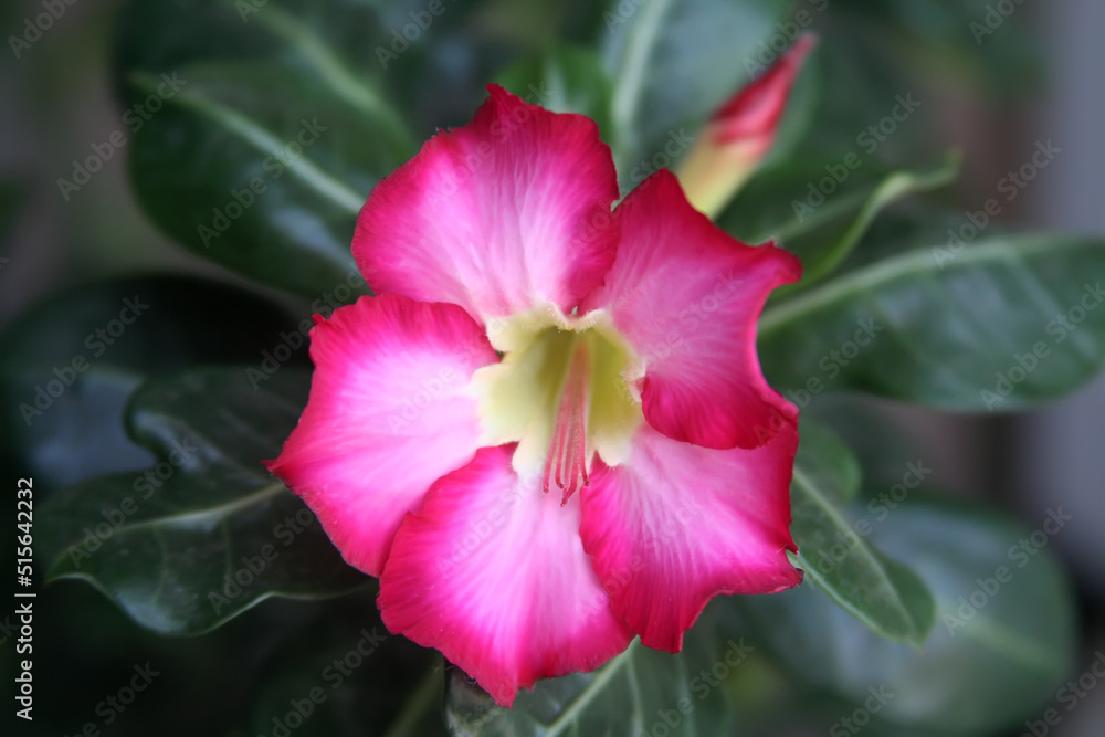 Adenium obesum flower closeup