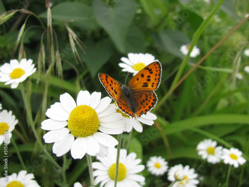 Daisy flowers and fiery copper butterfly Lycaena thersamon photo