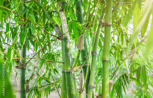 Fototapeta Naklejka Na Ścianę i Meble -  Bamboo. Bamboos Forest. Growing bamboo border design over blurred sunny background. Closeup. Japanese garden design, gardening. Spa, Zen concept. Border art. Space for your text. Nature backdrop.