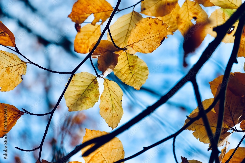 Fototapeta premium Boats