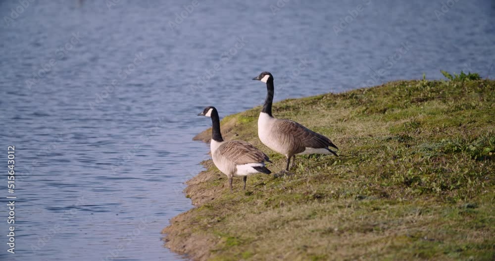 Two Canadian Geese Branta canadensis migratory species resting at wetland centre Two Canadian Geese Branta canadensis migratory species resting at wetland centre