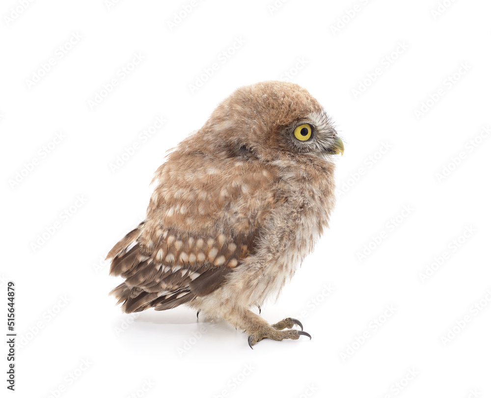 Naklejka premium One small owl.