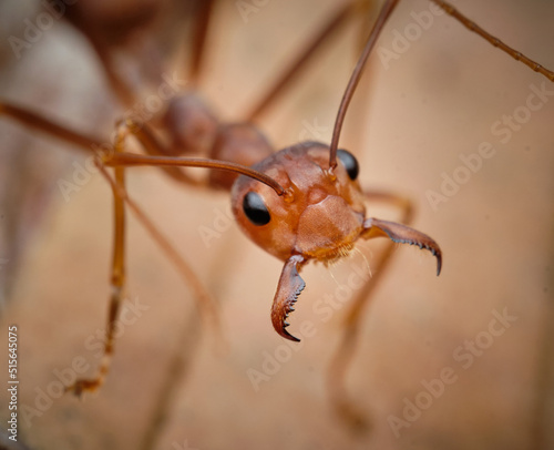 Asian Weaver Ant Oecophylla smaragdina