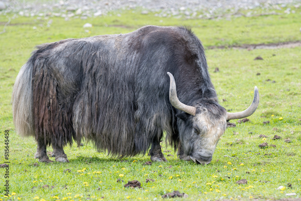 View of a yak grazing on the meadow. View of a yak grazing on the meadow.