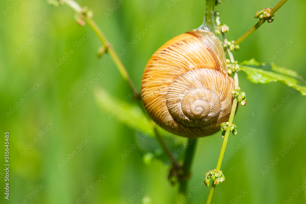 Snail Helix pomatia on the stem of a plant in the garden on a sunny day, selective focus. Snail Helix pomatia on the stem of a plant in the garden on a sunny day, selective focus.
