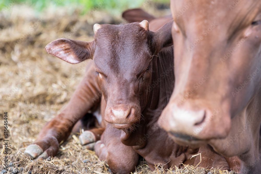 Portrait of newborn watusi with his mother. Portrait of newborn watusi with his mother.