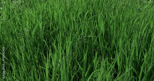 Windy weather during the day, strong wind in the meadow, wild grass swaying from the wind, wildlife, thunderstorm in the field. High quality 4k footage