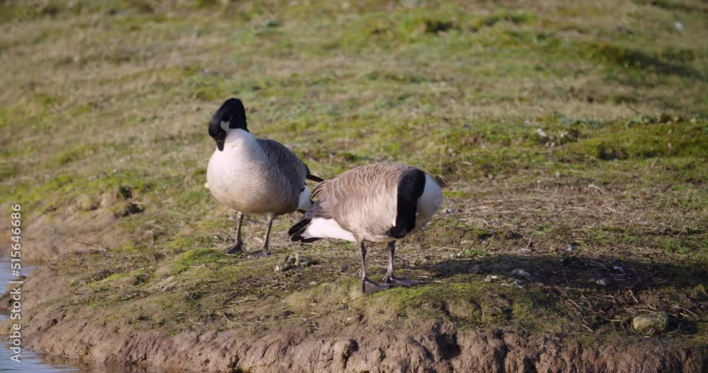 Two Canadian Geese Branta canadensis migratory species preening wetlands Two Canadian Geese Branta canadensis migratory species preening wetlands