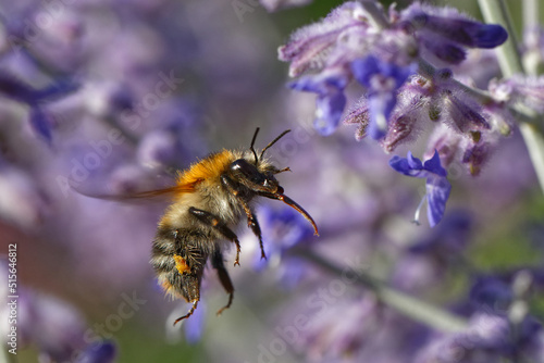 Ackerhummel im Flug photo