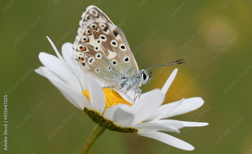 Chalkhill Blue butterfly resting on an Ox-eye daisy, Rough Bank, Gloucestershire Chalkhill Blue butterfly resting on an Ox-eye daisy, Rough Bank, Gloucestershire