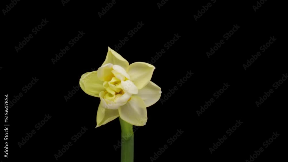 Time-lapse of growing white daffodils or narcissus flower, Spring daffodils blooming on black background. Time-lapse of growing white daffodils or narcissus flower, Spring daffodils blooming on black background.