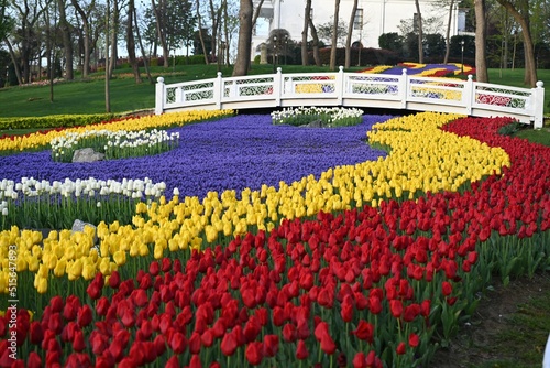 Canvas Print View of the beautiful colorful tulips garden in Emirgan Park, Istanbul, Turkey