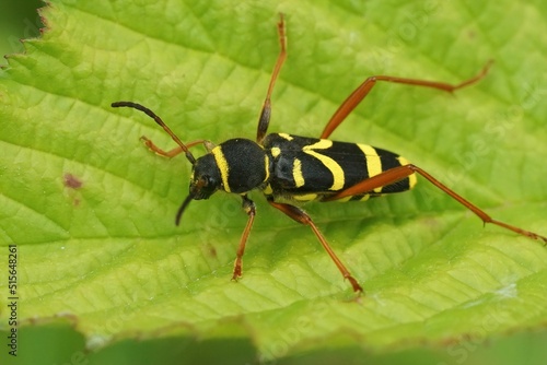Closeup on a wasp mimicking longhorn beetle , Clytus arietis sit