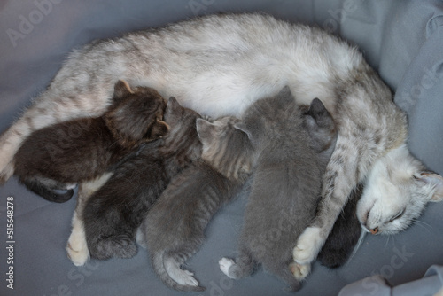 Mom cat next to kittens. Little newborn kittens with mother on the three week of life