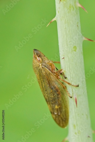 Vertical closeup on a brown Willow spittlebug planthopper, Aphro photo