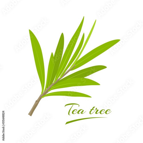 Vector illustration, leaves of tea tree or Melaleuca alternifolia, isolated on white background