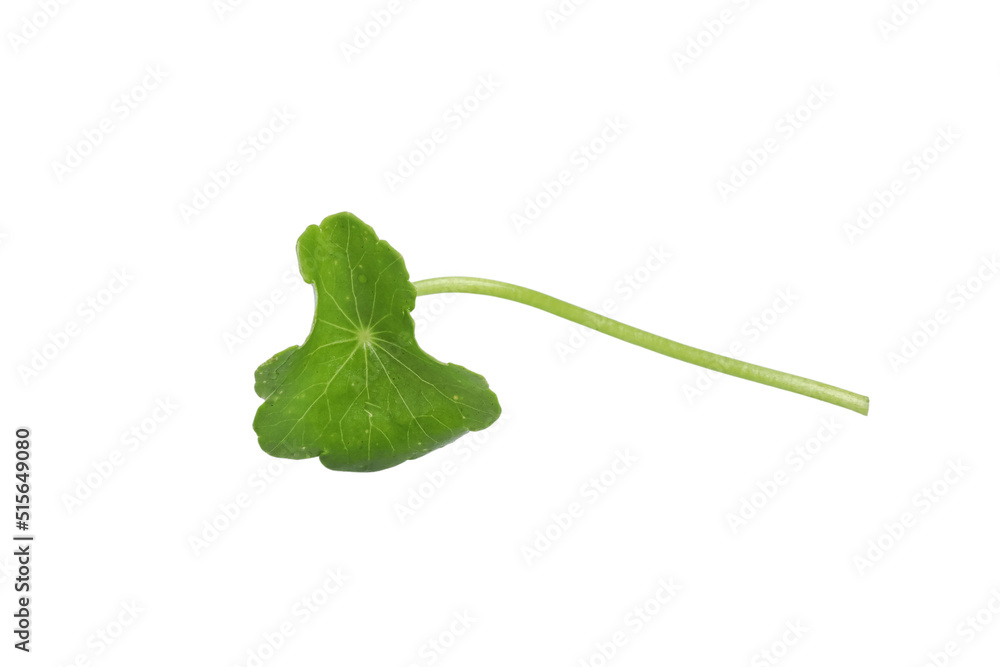 Obraz premium 3000*4000