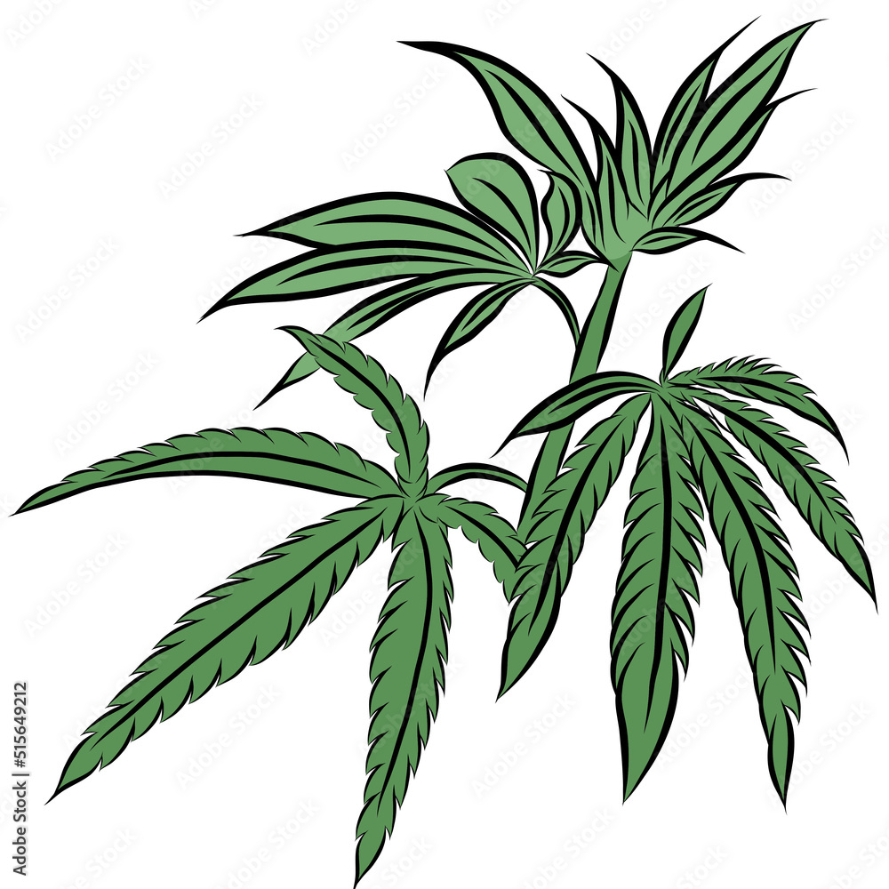 Marijuana leaves on white background,hand drawn,creative with illustration in flat design,decorative series for wallpaper. Marijuana leaves on white background,hand drawn,creative with illustration in flat design,decorative series for wallpaper.