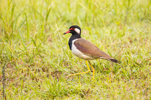 Red-wattled Lapwing (Vanellus indicus) bird in the field. © Nakornthai