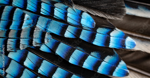Fotografie, Obraz blue and black jay feathers. background or texture