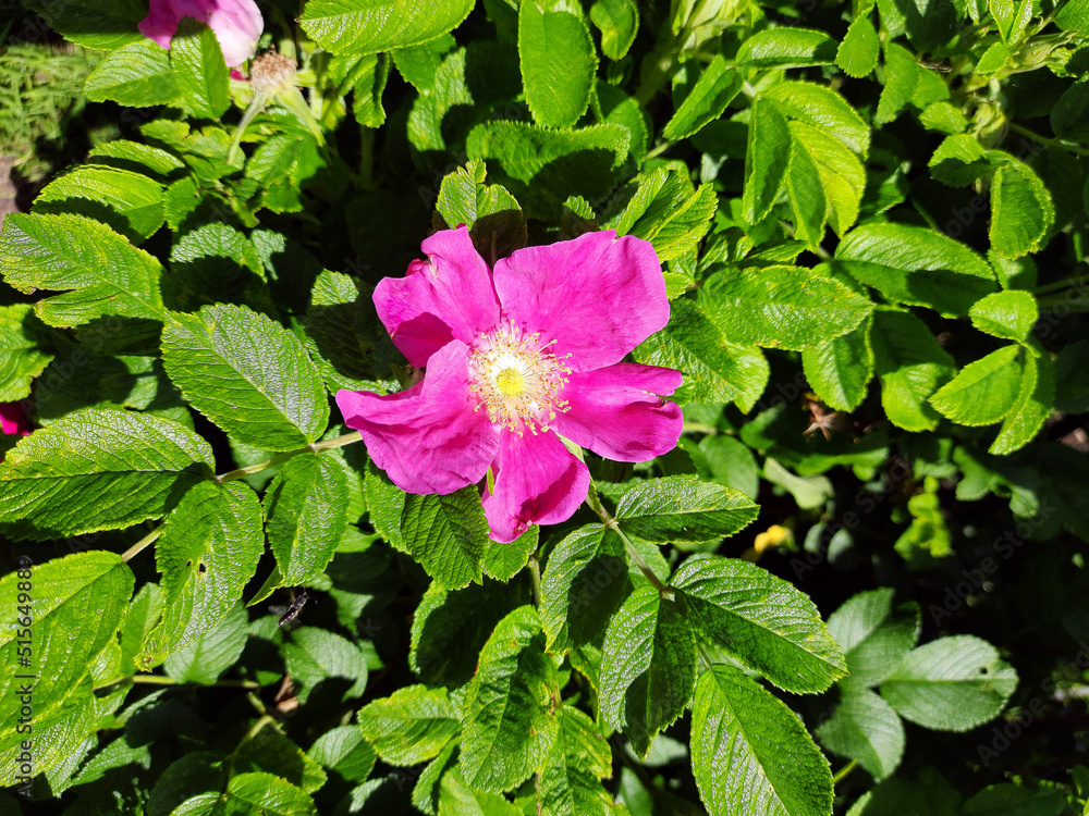 Pink rosehip flower in the garden, blooming bush. Pink rosehip flower in the garden, blooming bush.
