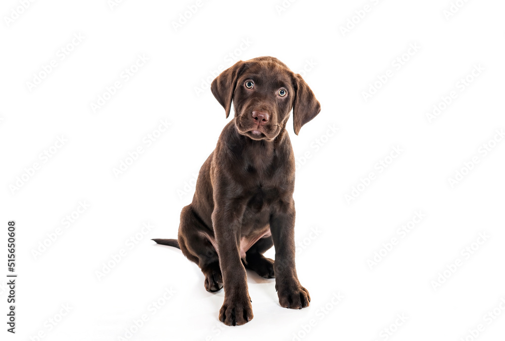 2 months old Labrador Retriever dog on white background