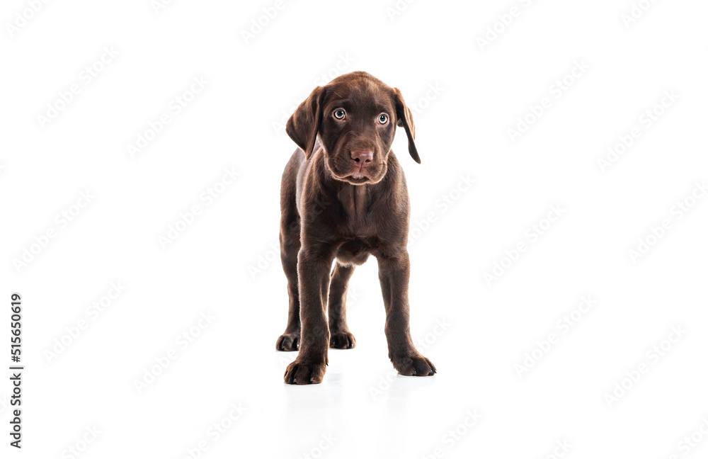 2 months old Labrador Retriever dog on white background 2 months old Labrador Retriever dog on white background