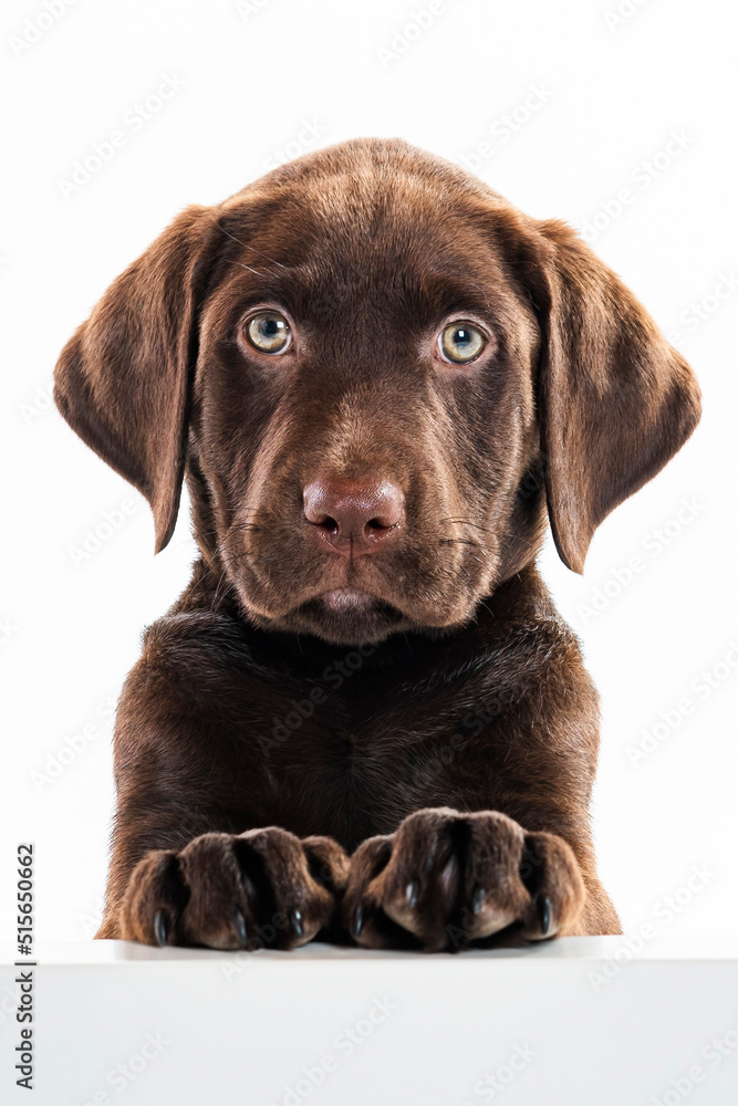 2 months old Labrador Retriever dog on white background