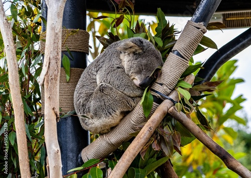 Closeup of an adorable koala sitting on a branch with closed eyes in a tree at the zoo