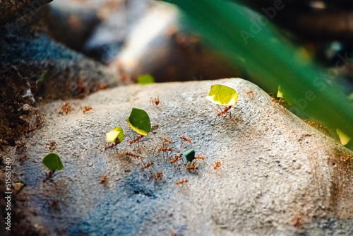 Macro shot of several leafcutter ants on the rock bringing leaves back to the colony photo