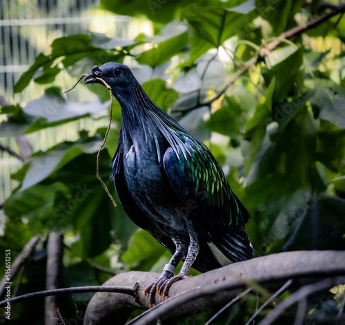 Macro shot of a Nicobar pigeon (Caloenas nicobarica) carrying a branch for its nest in its beak photo