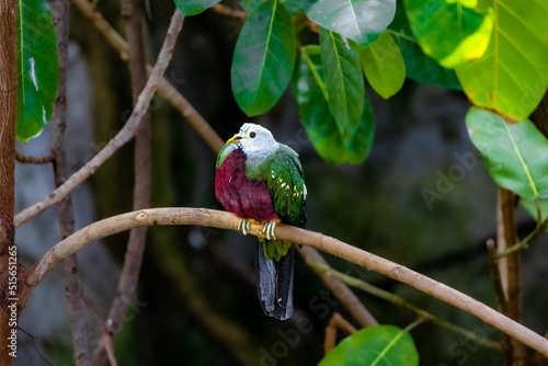 Macro shot of a Wompoo Fruit Dove (Ptilinopus magnificus) sitting on a branch at the zoo photo