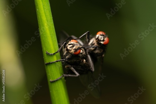 Macro shot of two flies sitting on a stem in the blurry background. photo