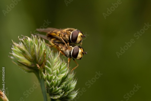 Macro shot of two insects breeding on a plant in the blurry background. photo