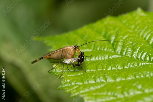 Macro shot of a scorpionfly eating another insect on a leaf in the blurry background. photo