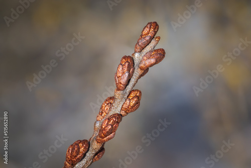 Closeup of branch of sea buckthorn with buds on bright sunny spring day