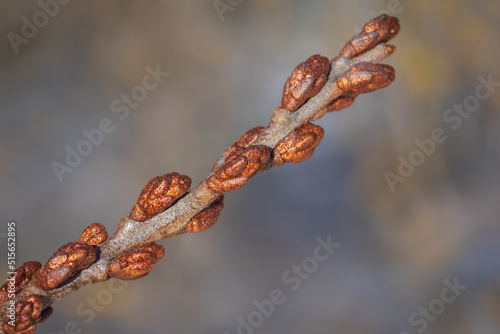 Closeup of branch of sea buckthorn with buds on bright sunny spring day