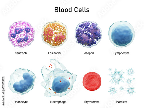 Blood cells series . Neutrophils Eosinophils Basophils Lymphocytes Monocytes Macrophages Erythrocytes and Platelets . Transparent material design . Isolated white background . 3D render . photo