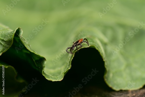Принти на полотні Macro shot of a bloodsucker tick standing on a leaf and waiting for the victim