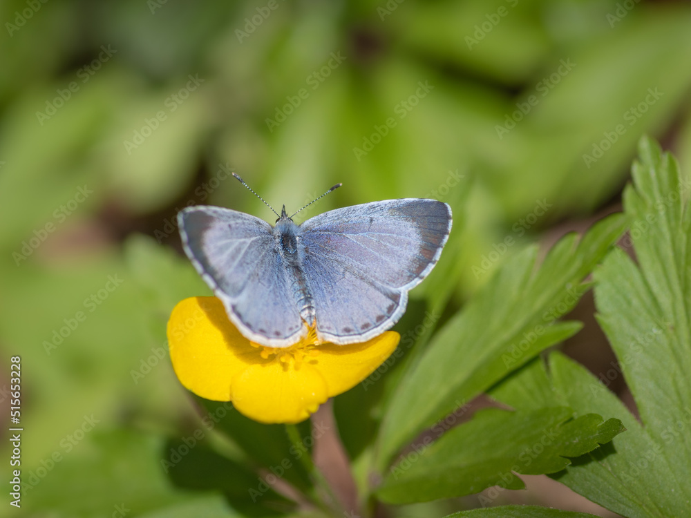 closeup of holly blue (Celastrina argiolus) butterfly on yellow flower of yellow anemone