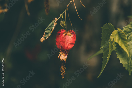 Close up of Abutilon megapotamicum or simply abutilon flower in a garden photo