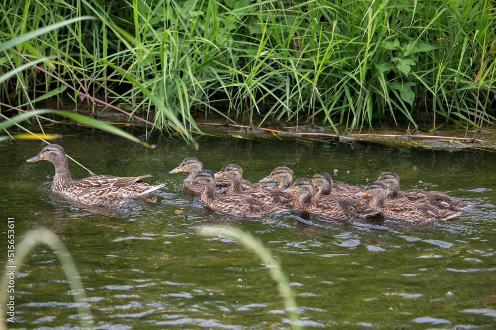 Mom mallard duck and eight ducklings swimming in the river on a cloudy day. Mom mallard duck and eight ducklings swimming in the river on a cloudy day.
